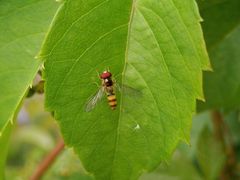 Buchenschwebfliege (Melangyna cincta) auf Wildem Wein