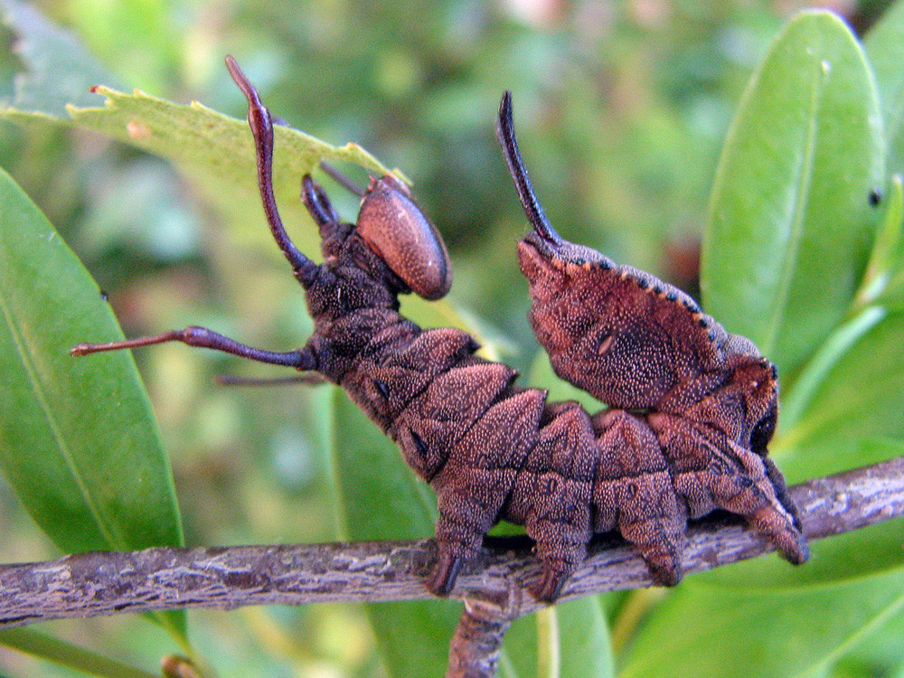 Buchenspinner-Raupe (Stauropus fagi)