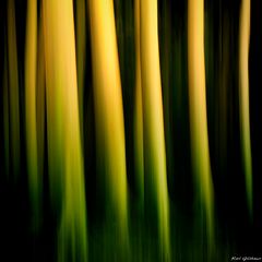 Buchenstämme im Abendlicht