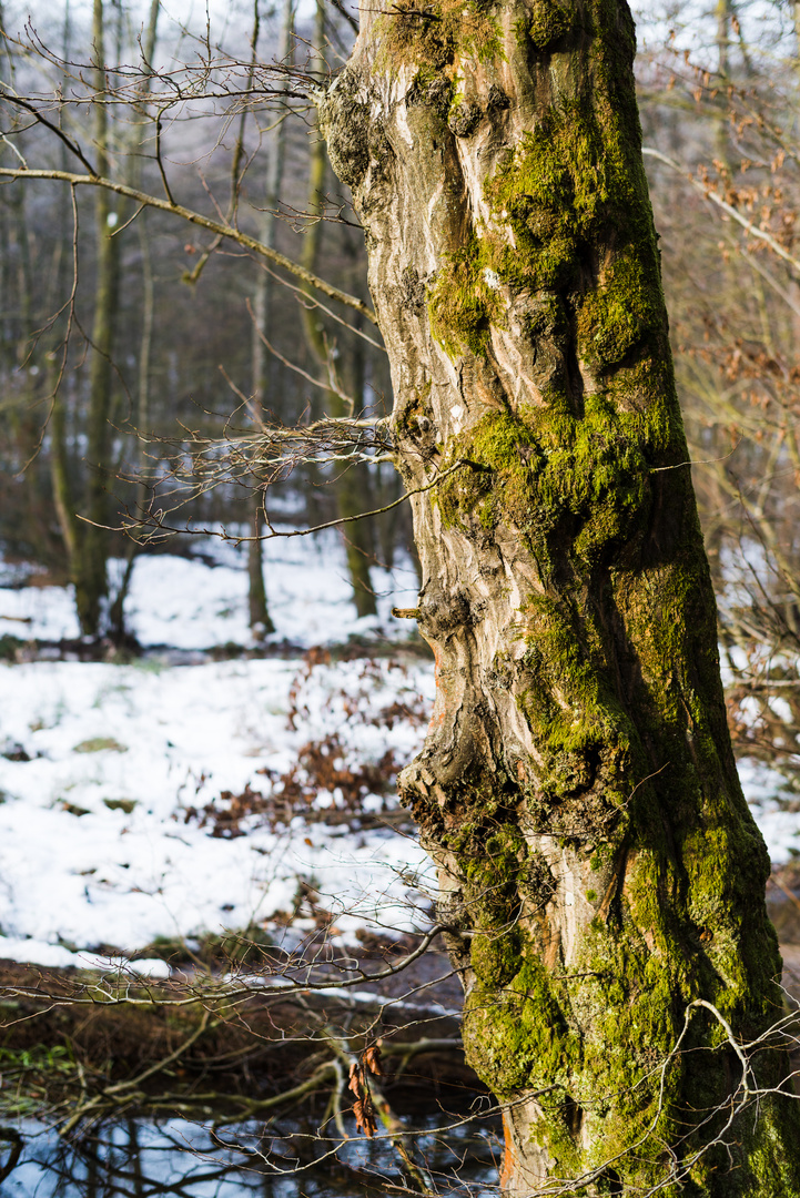 Buchenstamm mit Knoten