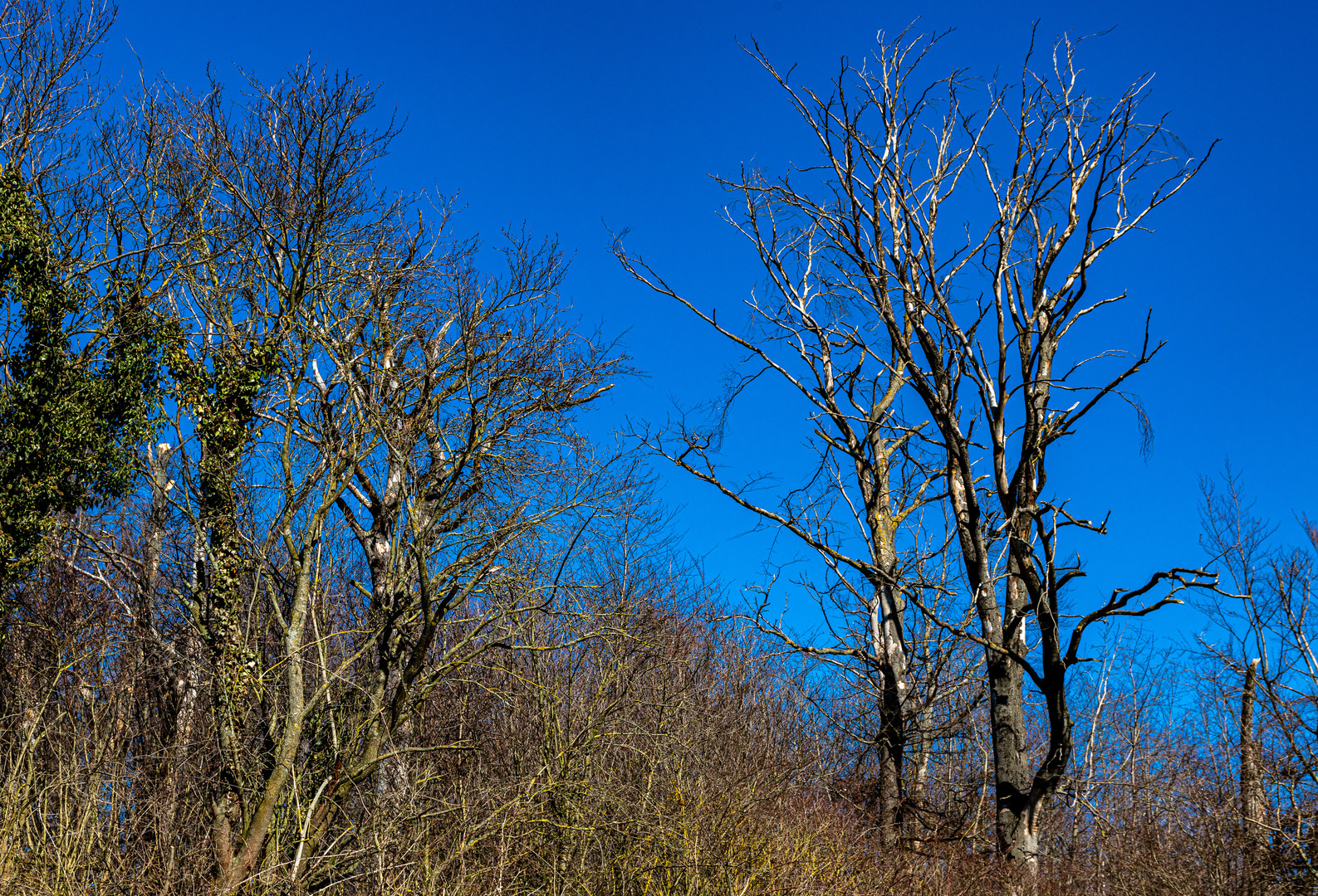 Buchensterben