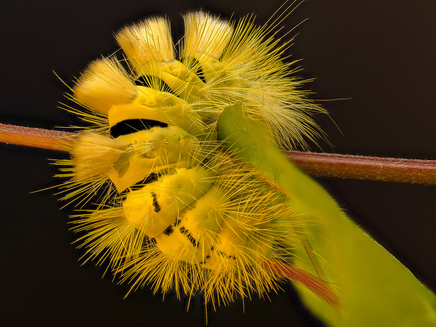 Buchenstreckfuss