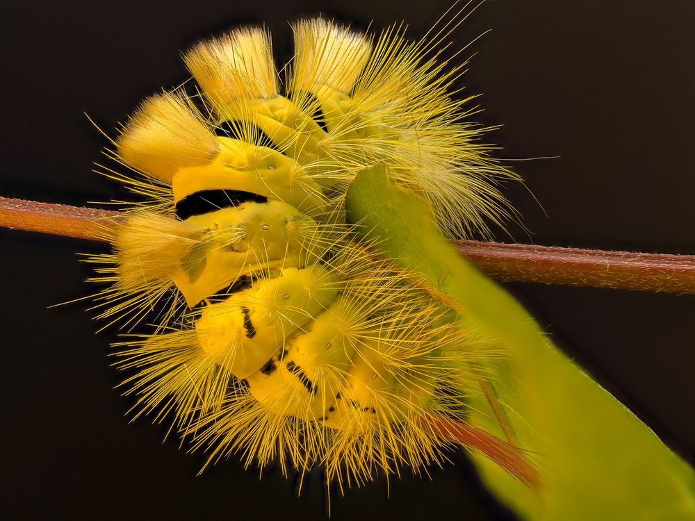 Buchenstreckfuss