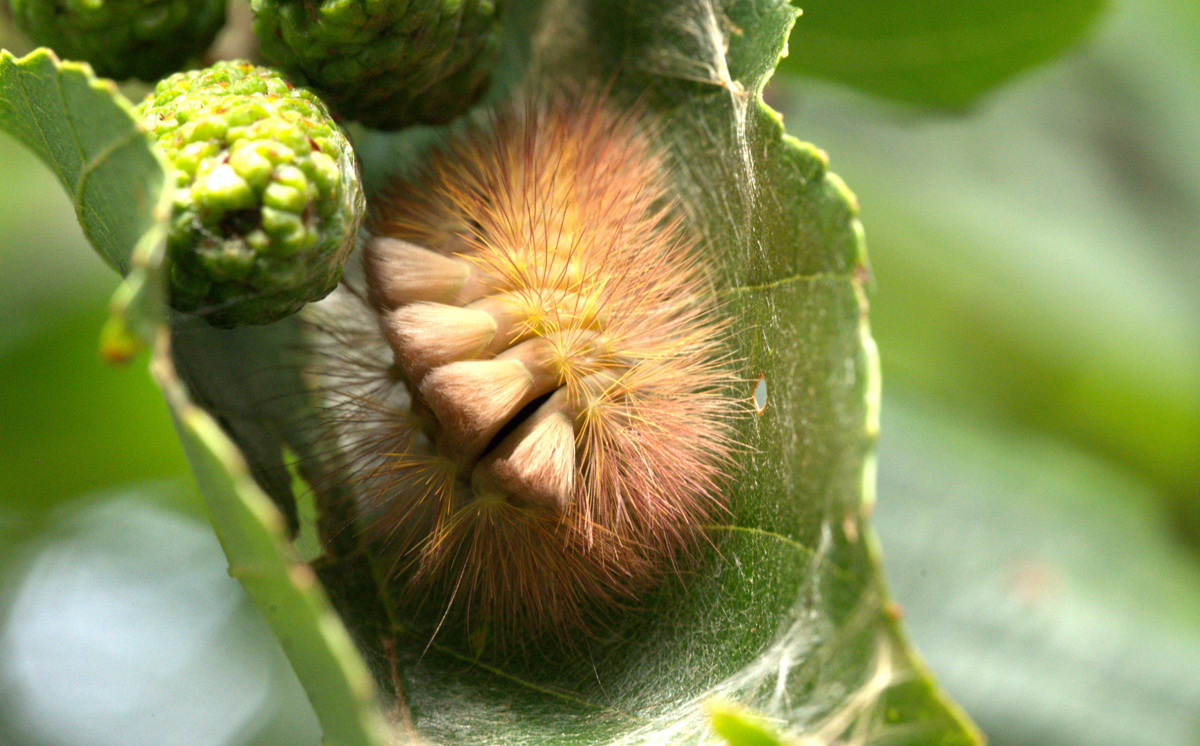 Buchenstreckfuß