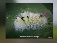 Buchenstreckfuss-Raupe 2022