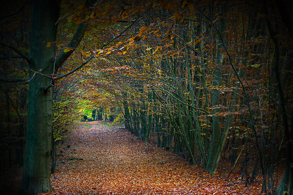 Buchentunnel