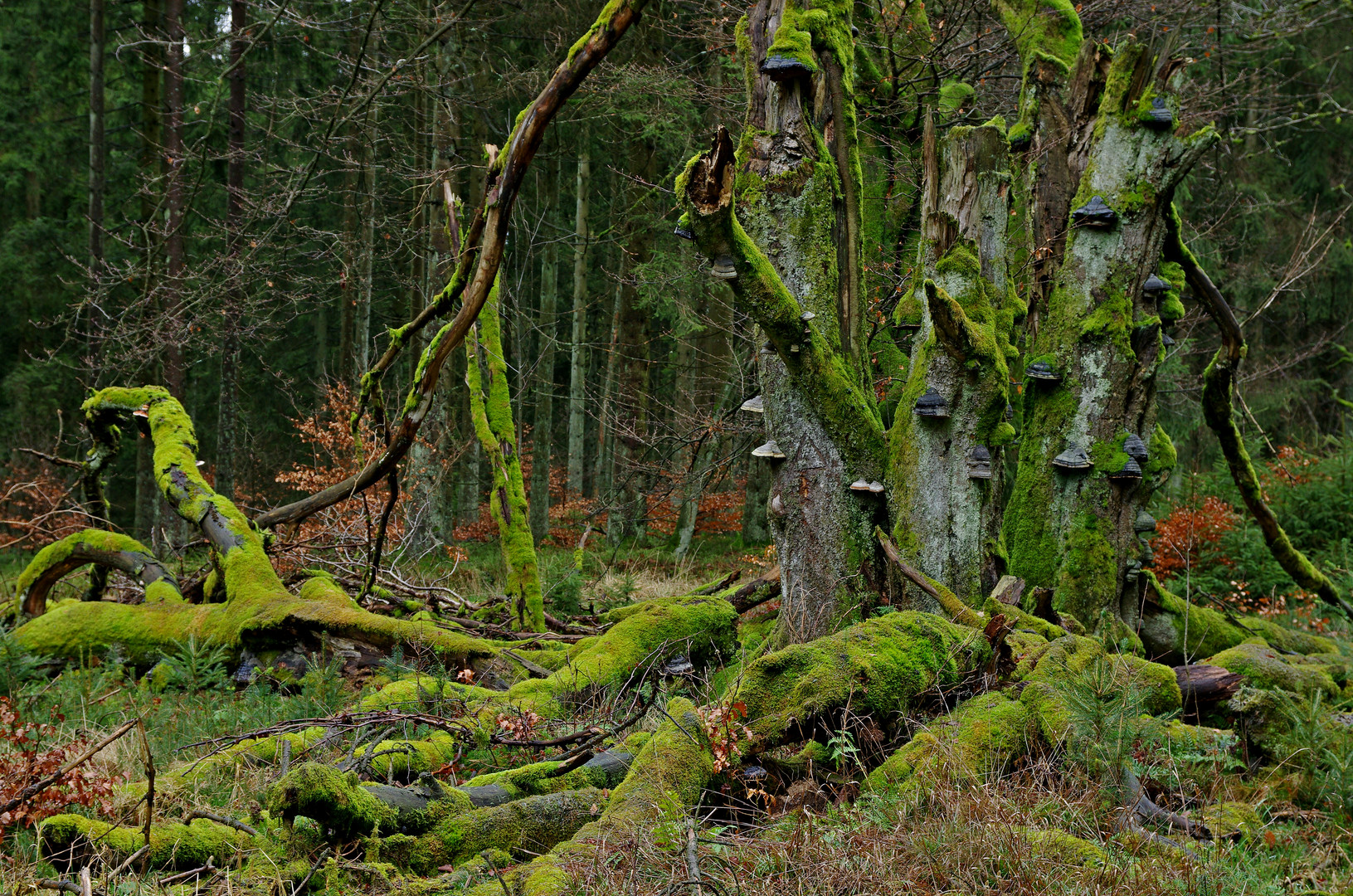 "Buchenurwald" 3.1.16