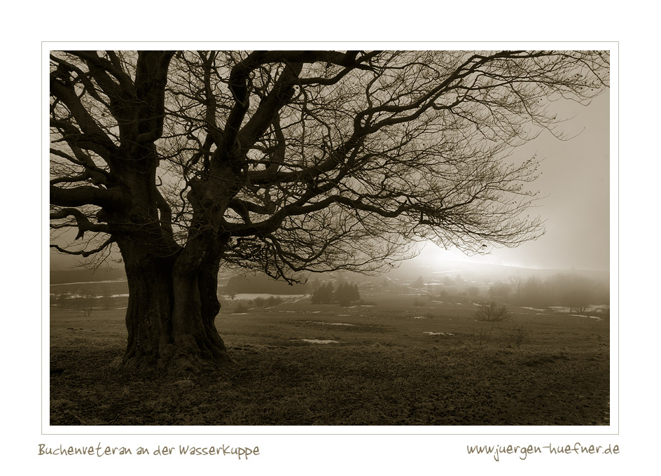 Buchenveteran an der Wasserkuppe