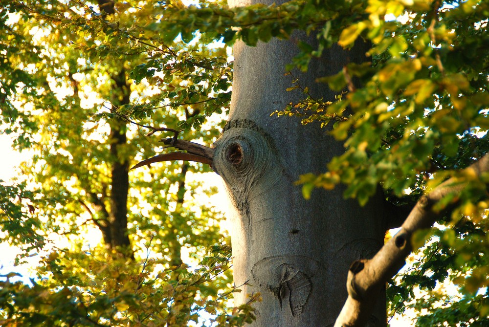 Buchenvogel