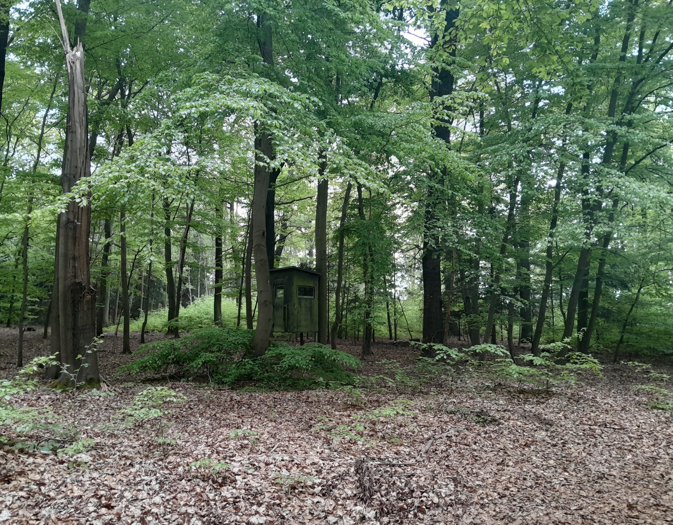 Buchenwäldchen im NSG Rohatsch