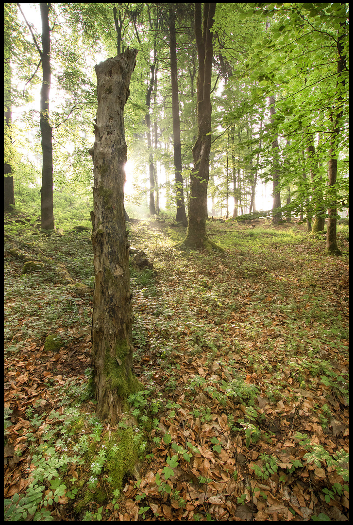 " Buchenwälder,..."