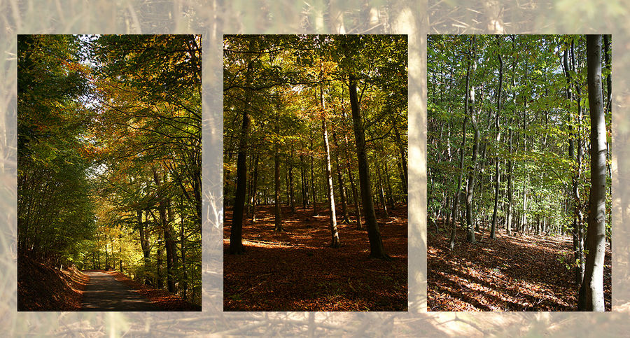 Buchenwälder im Nationalpark