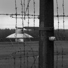 Buchenwald 2014