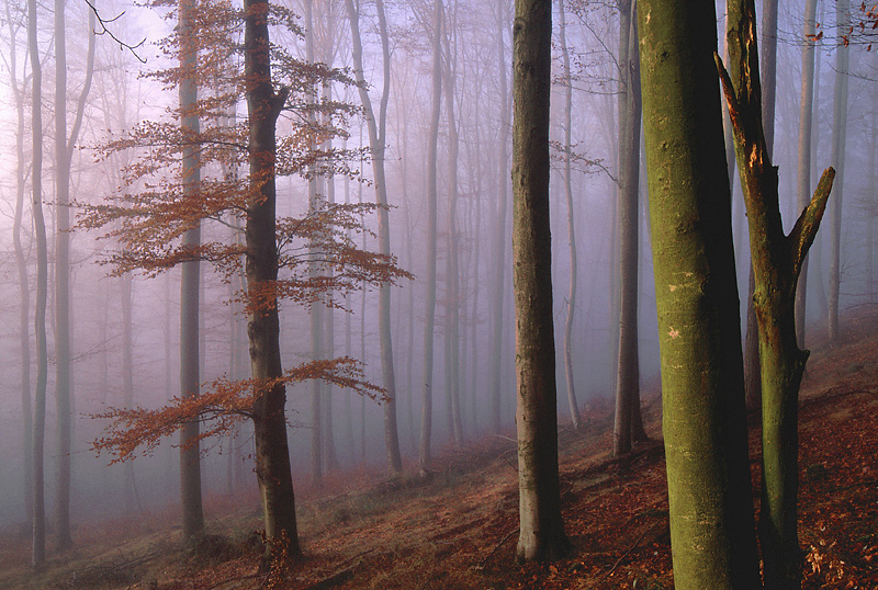 Buchenwald