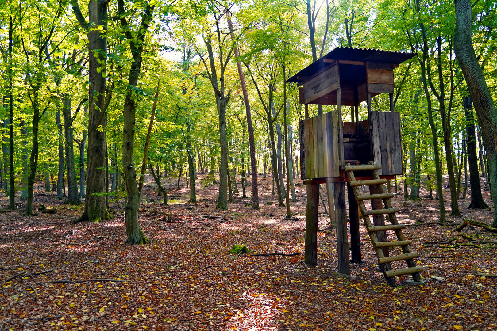 Buchenwald