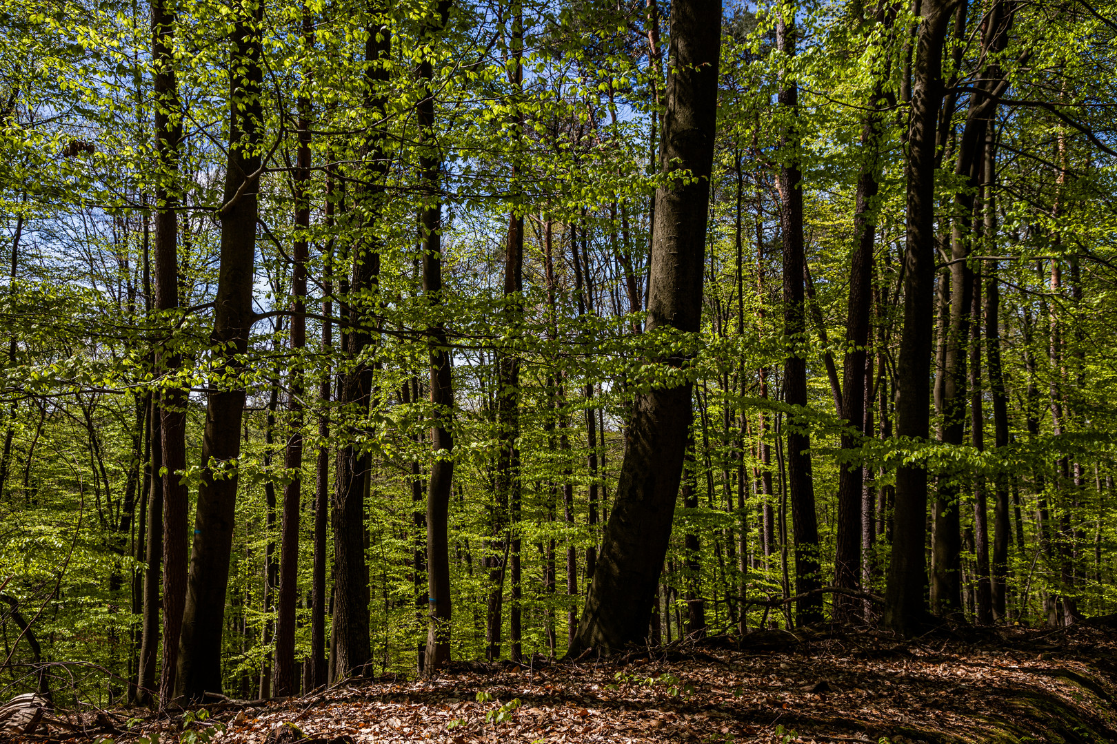 Buchenwald