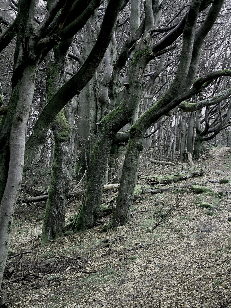 Buchenwald am Kreuzberg/ Rhön