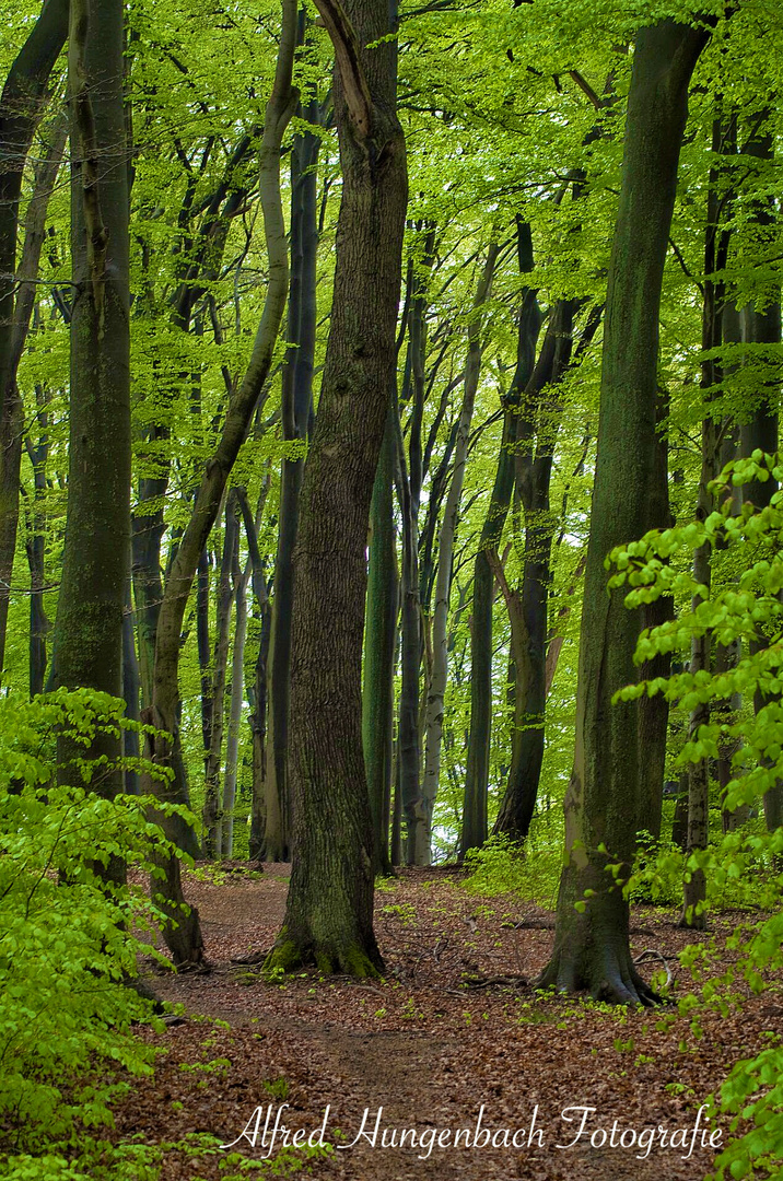 Buchenwald am Ringwall auf dem  Güldenberg in der Wahner Heide