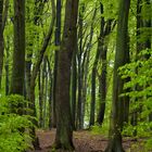 Buchenwald am Ringwall auf dem  Güldenberg in der Wahner Heide