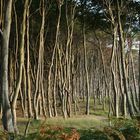 Buchenwald am Weststrand im Abendlicht