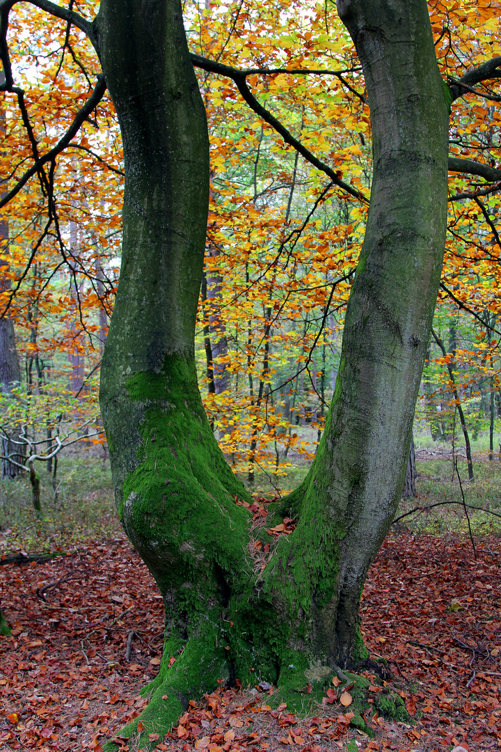 Buchenwald an einem späten Nachmittag im Herbst...