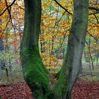 Buchenwald an einem späten Nachmittag im Herbst...