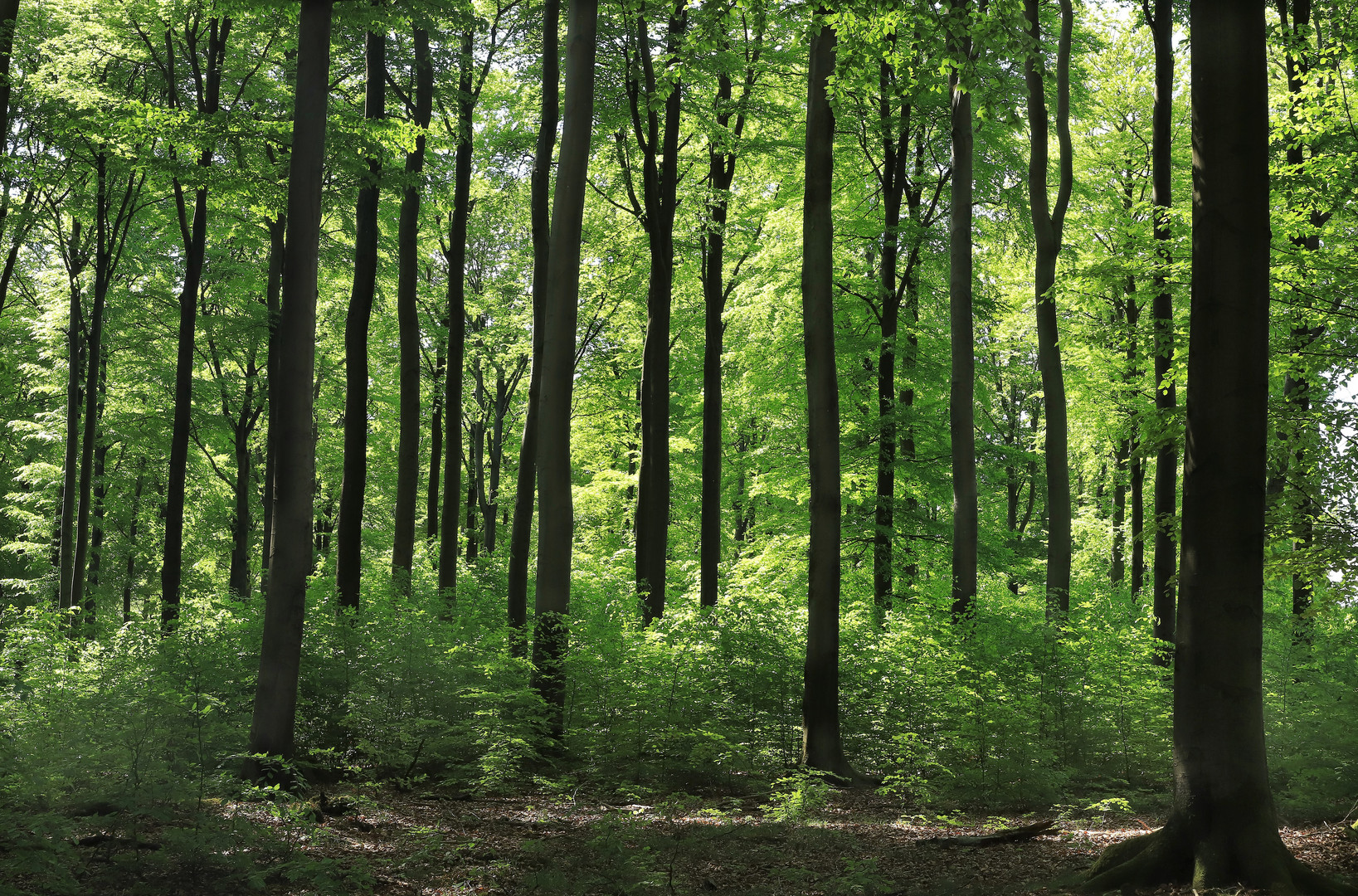 Buchenwald auf dem Lattenberg. Beech forest in spring.