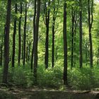 Buchenwald auf dem Lattenberg. Beech forest in spring.