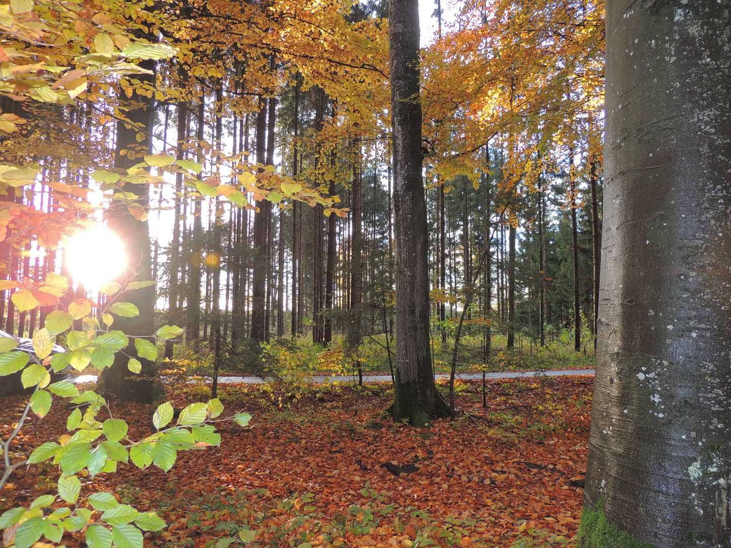 Buchenwald