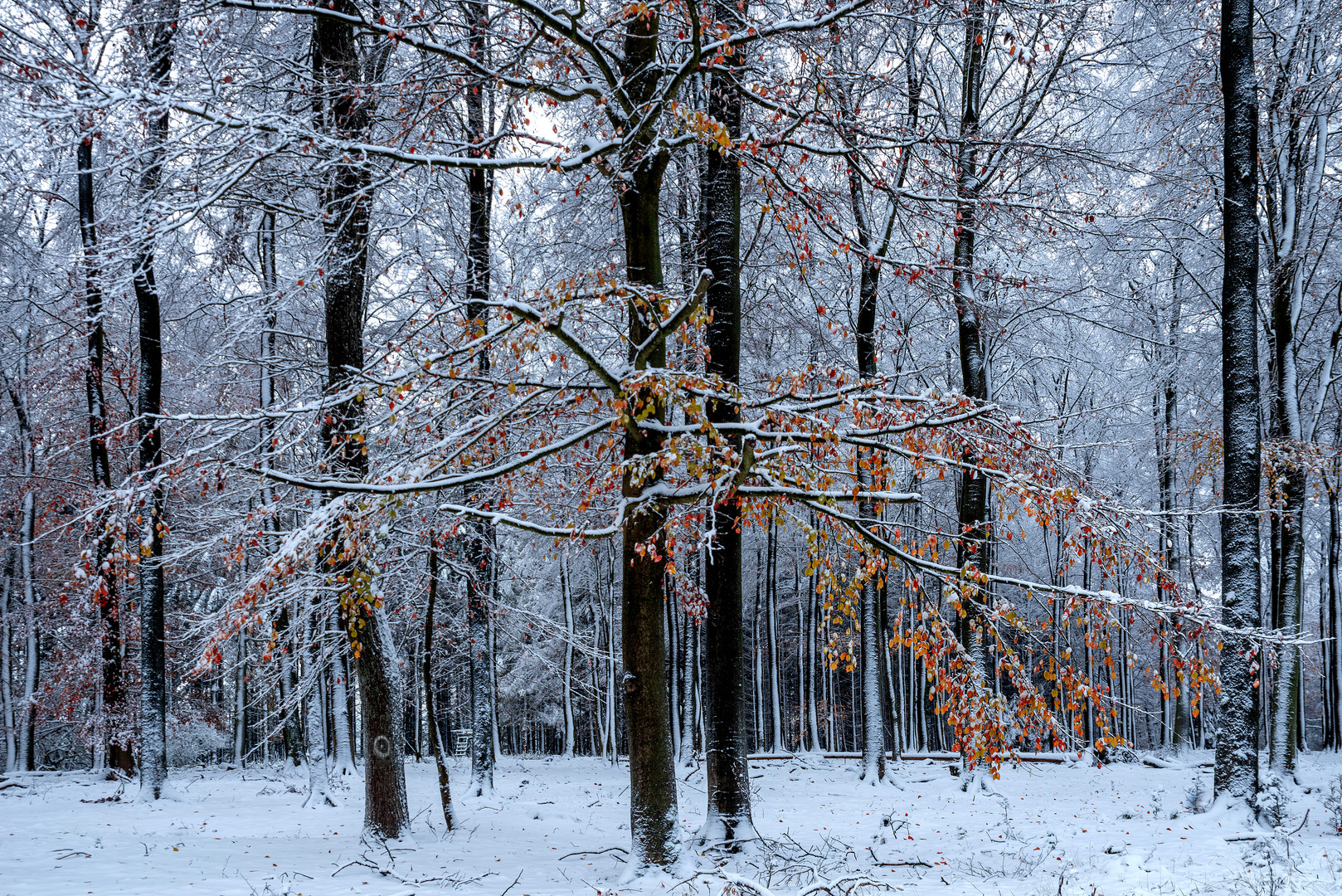 Buchenwald, bei der Winterwanderung...