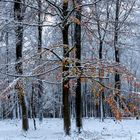 Buchenwald, bei der Winterwanderung...