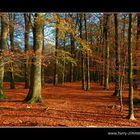 Buchenwald Borsteler Wohld