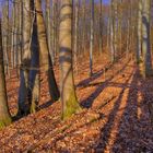 Buchenwald (bosque de haya)