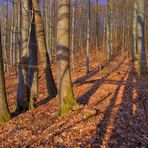 Buchenwald (bosque de haya)