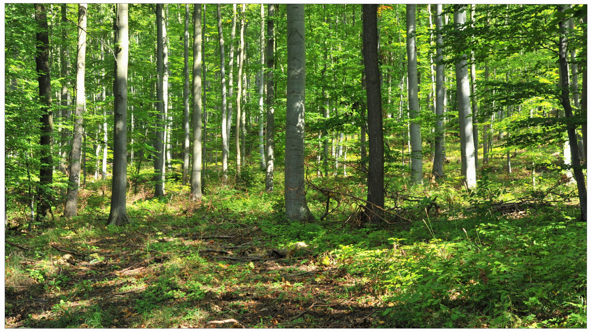 Buchenwald (bosque de hayas)