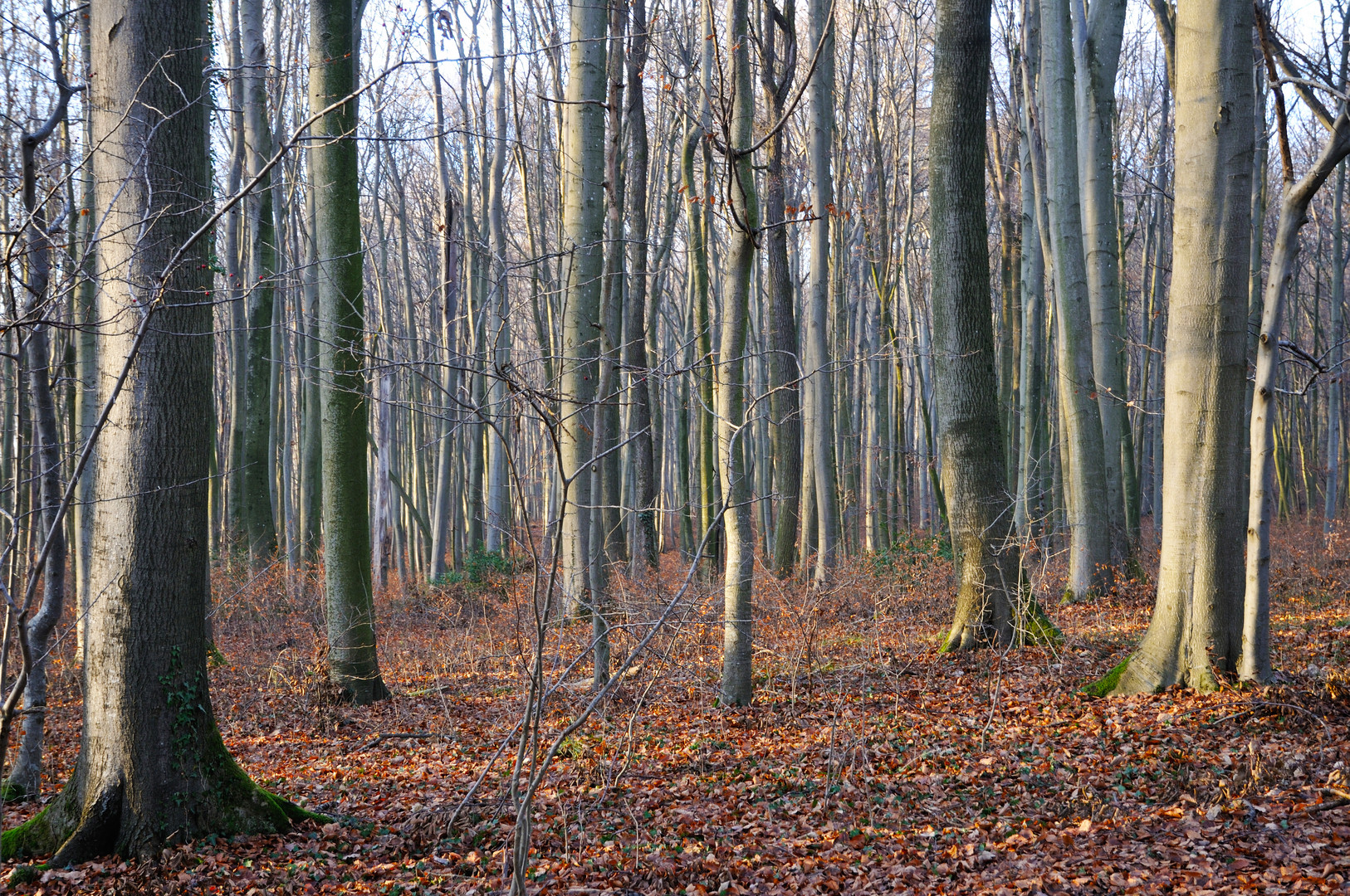 Buchenwald DSC_3378