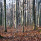 Buchenwald DSC_3378