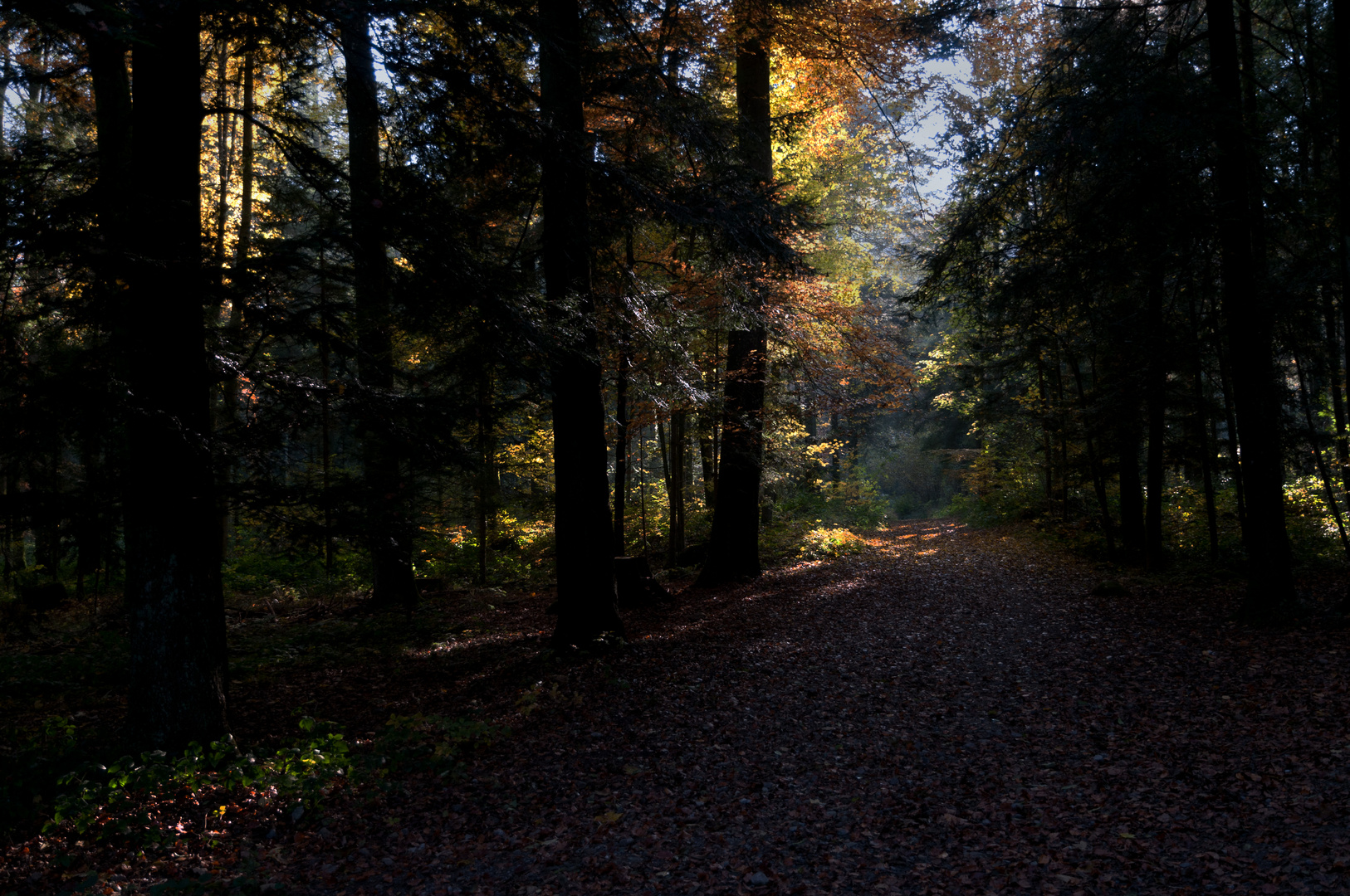 Buchenwald