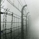 Buchenwald