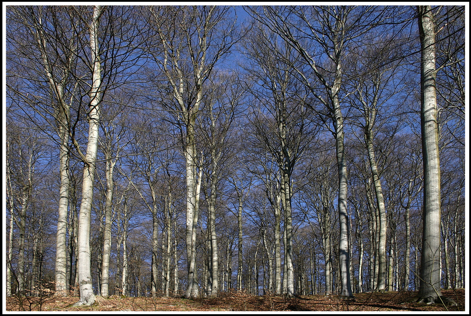 Buchenwald