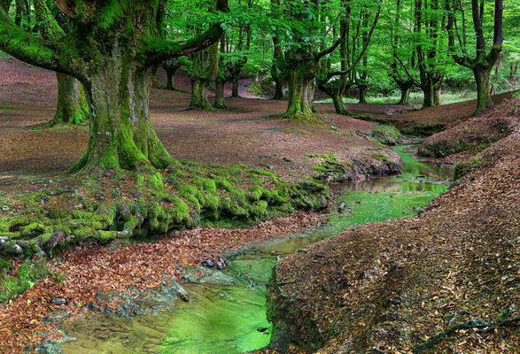 Buchenwald - Hayedo de Otzarreta