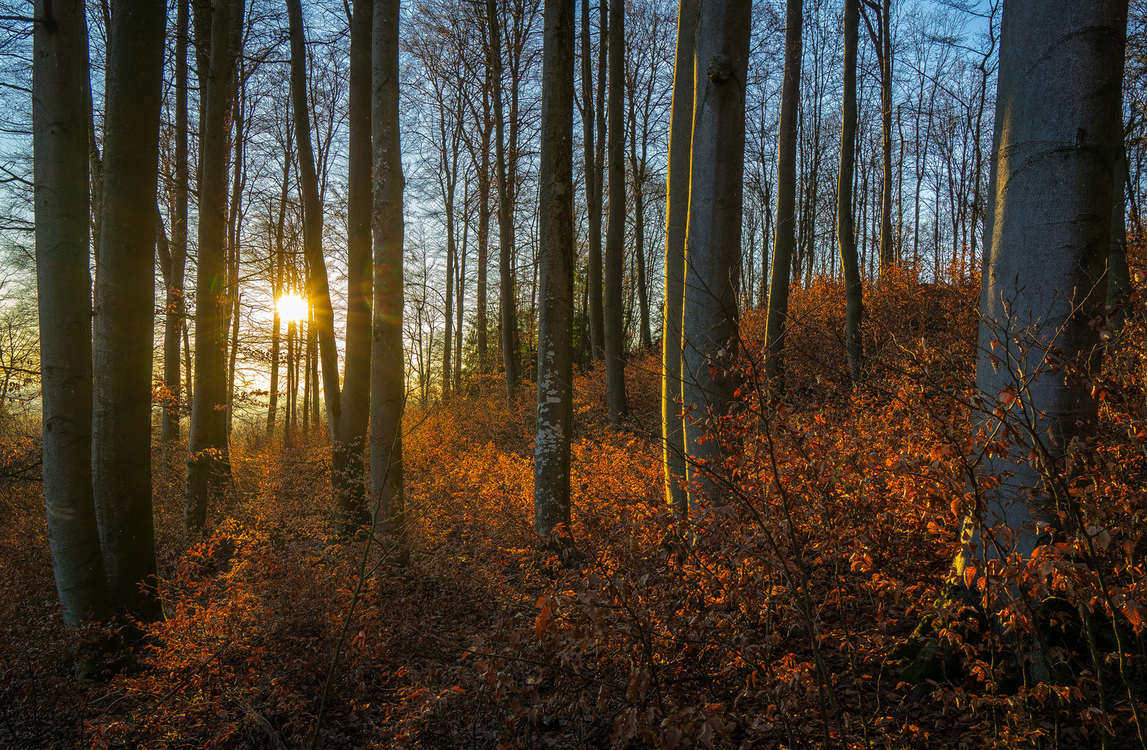 Buchenwald im Februar