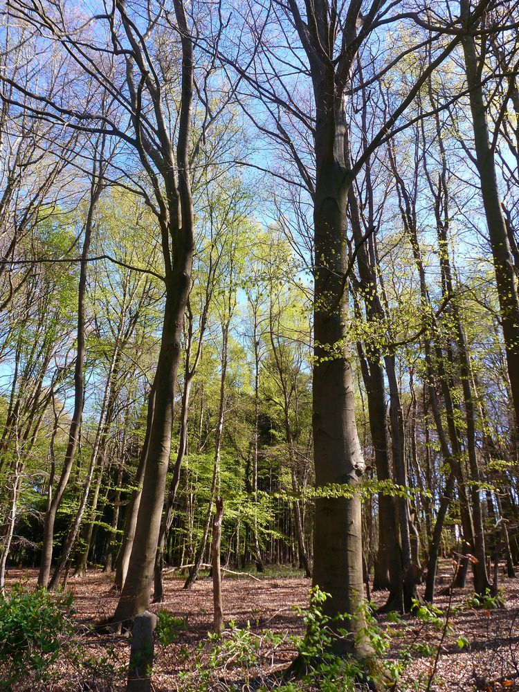 Buchenwald im Frühjahr