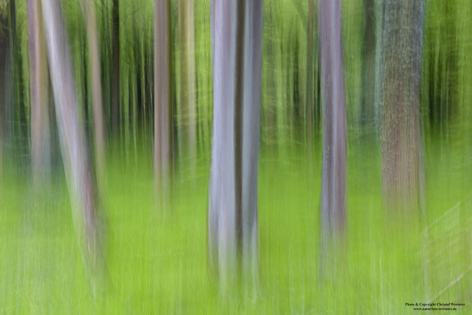 Buchenwald im Frühjahr