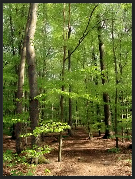 Buchenwald im Frühling