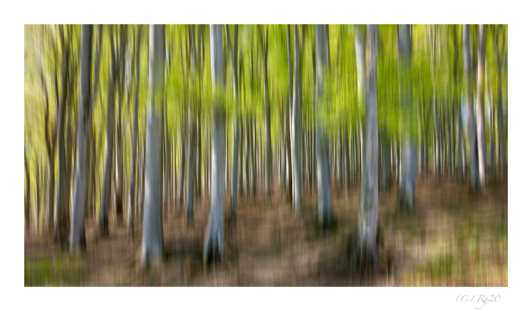 buchenwald im frühling 2