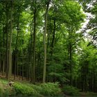 Buchenwald im Frühling