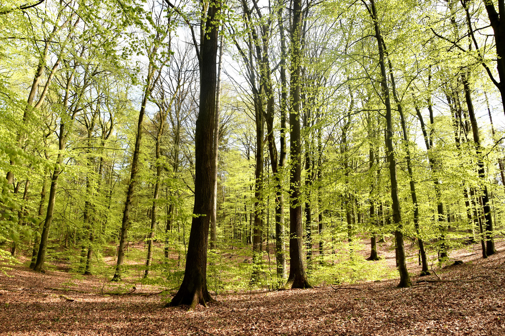 Buchenwald im Frühling