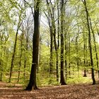 Buchenwald im Frühling