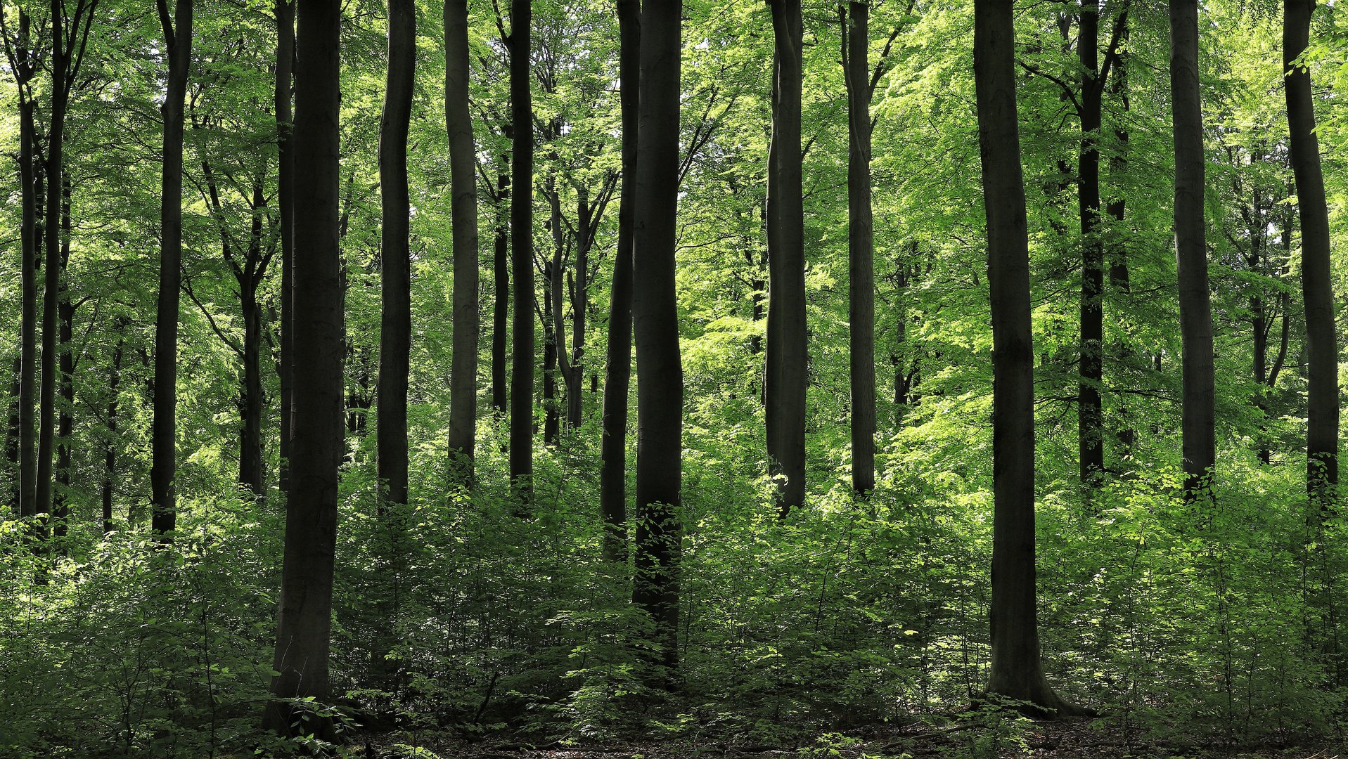 Buchenwald im Frühling, beech forest in spring